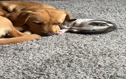 Labrador Retriever dogs for sale: Working Lab For sale to professional home only!  - Image 5