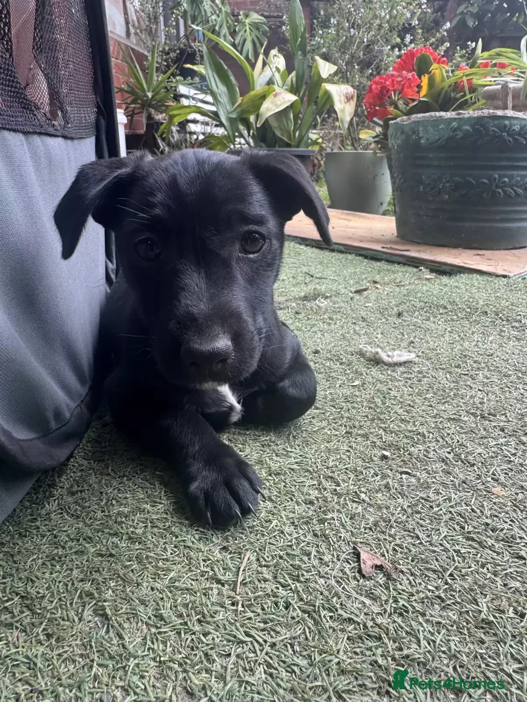 Patterdale Terrier dogs for sale: Little Paws, Big Personality - Advert 10