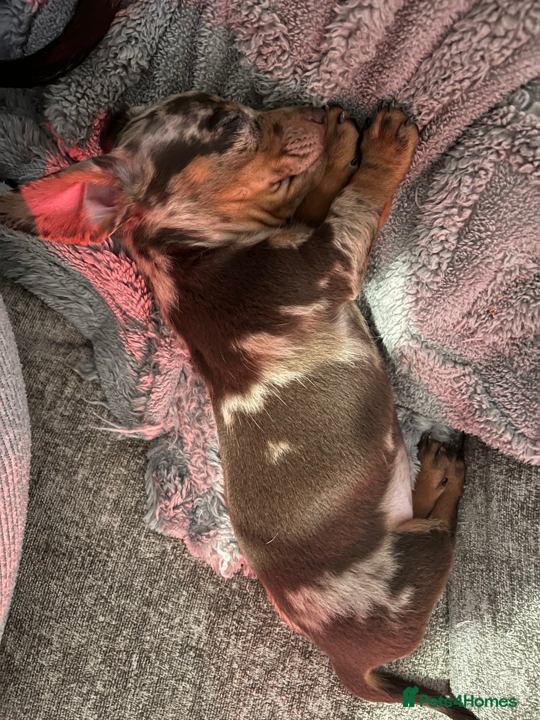 Dachshund dogs for sale: Beautiful miniature dachshunds  - Image 34