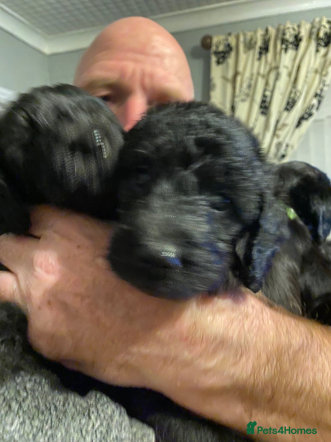 Mixed Breed dogs for sale: BEDLINGTON X COCKERPOO 4 GORGEOUS GIRLS!! - Advert 10