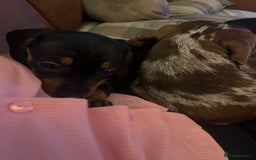 Miniature Dachshund dogs for sale: One beautiful Beautiful girl left  💜🐶  - Image 11
