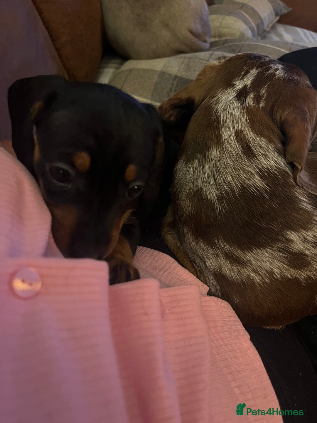 Miniature Dachshund dogs for sale: One beautiful Beautiful girl left  💜🐶  - Image 11