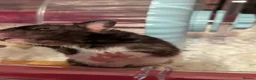 Hamster rodents for sale: B&W Male Syrian hamster cage and accessories  - Advert 10
