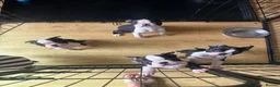 Boston Terrier dogs for sale: Ready now. 2 girls left Kc reg full collar Bostons - Advert 9