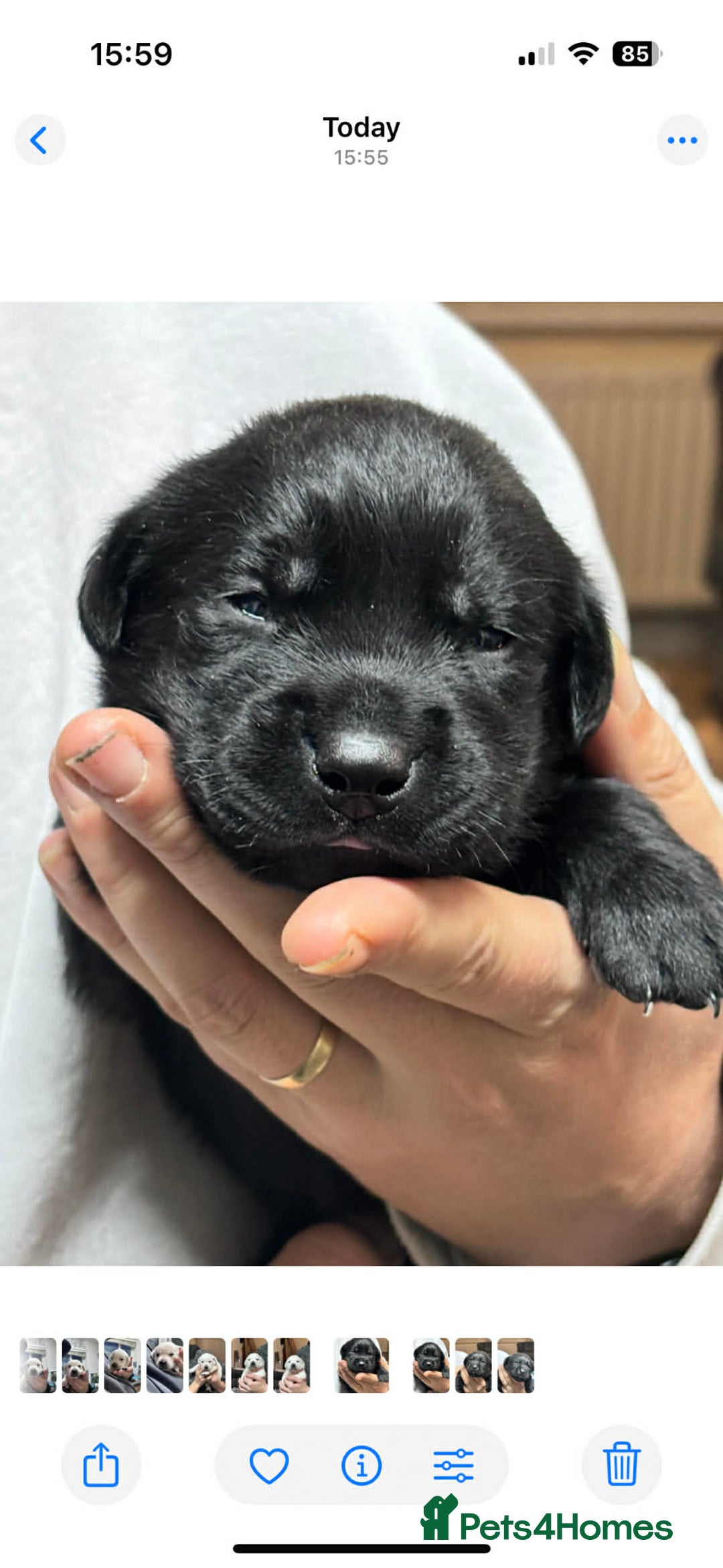 Labrador Retriever dogs for sale: Kc registered labrador  - Advert 12