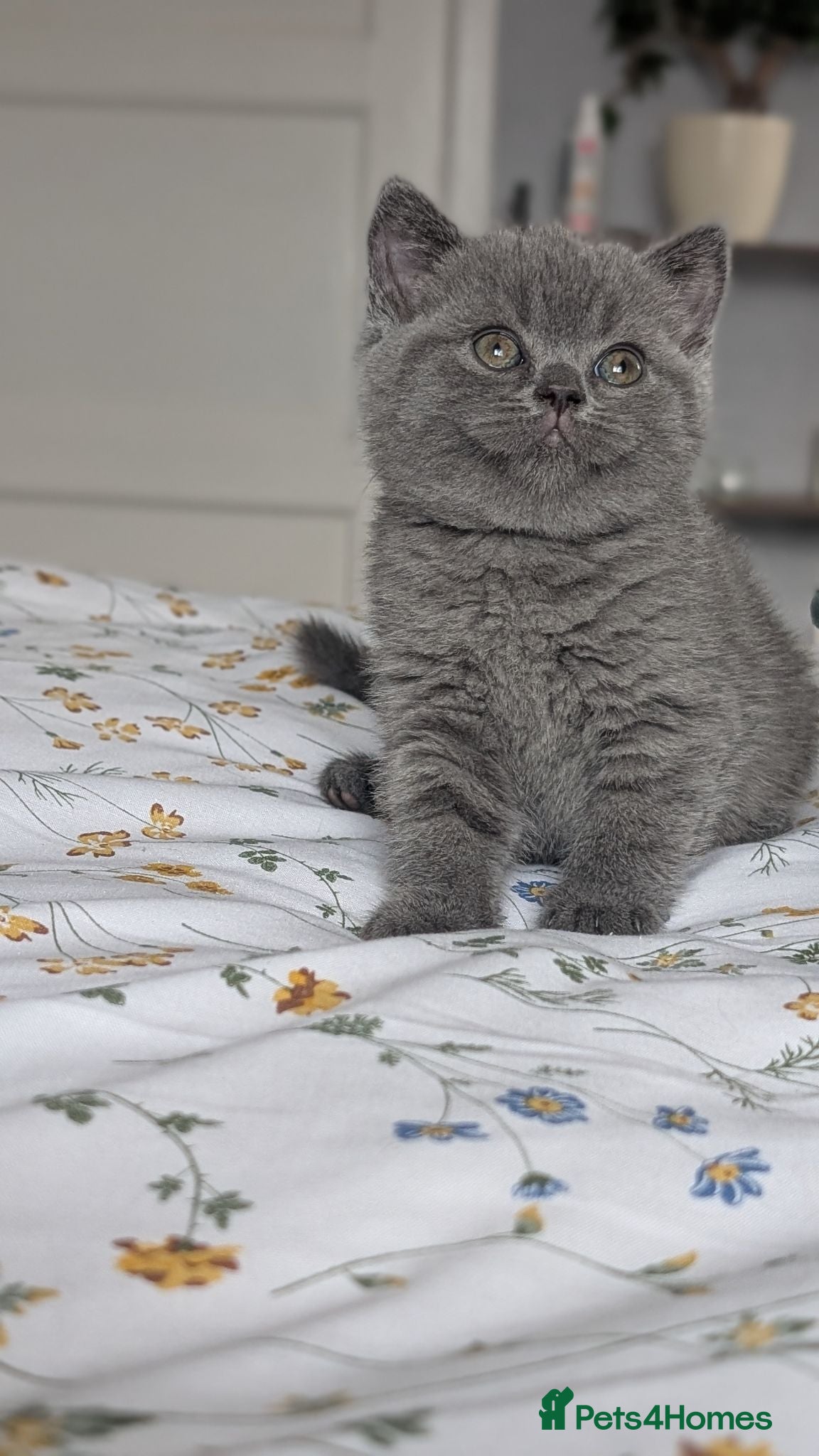 British Shorthair cats GCCF REGISTERED OUTSTANDING BRITISH SHORTHAIR  - Advert 2
