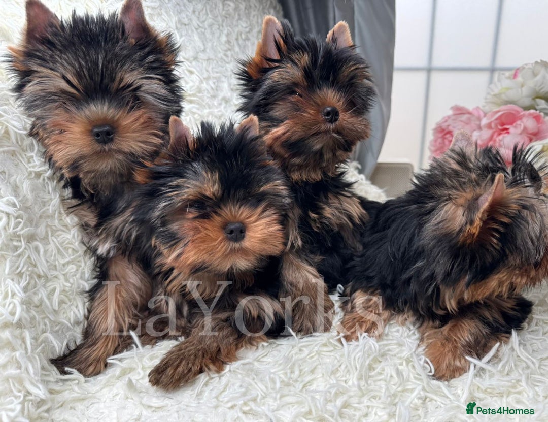 Yorkshire Terrier dogs for sale: Last two puppies ready to go💗🐾 - Advert 9