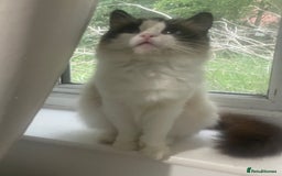 Ragdoll cats for sale: Seal Bicolour Ragdoll - Image 2