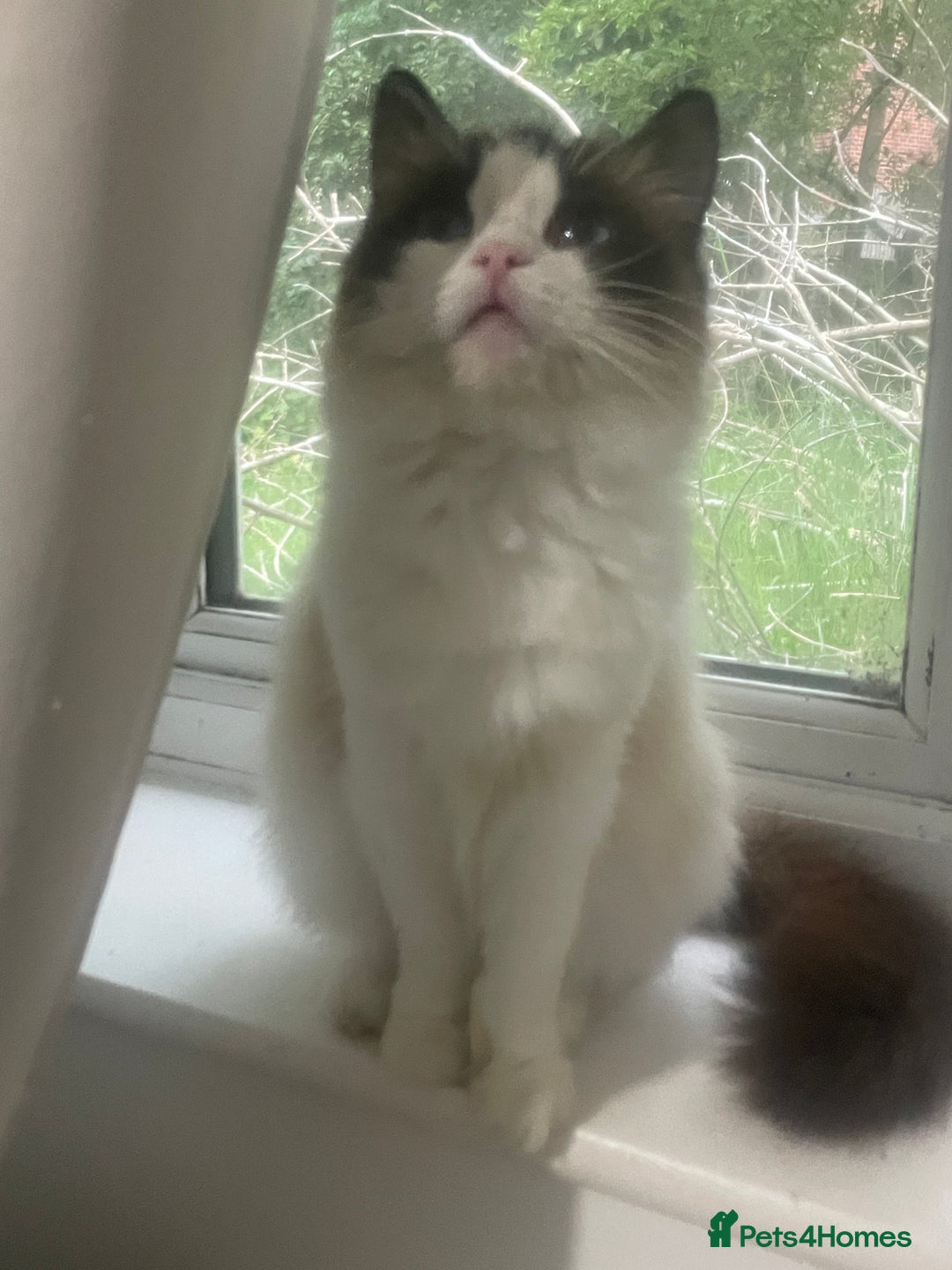 Ragdoll cats for sale: Seal Bicolour Ragdoll - Image 2