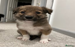 Mixed Breed dogs for sale: Collie Puppies for Sale - Image 11