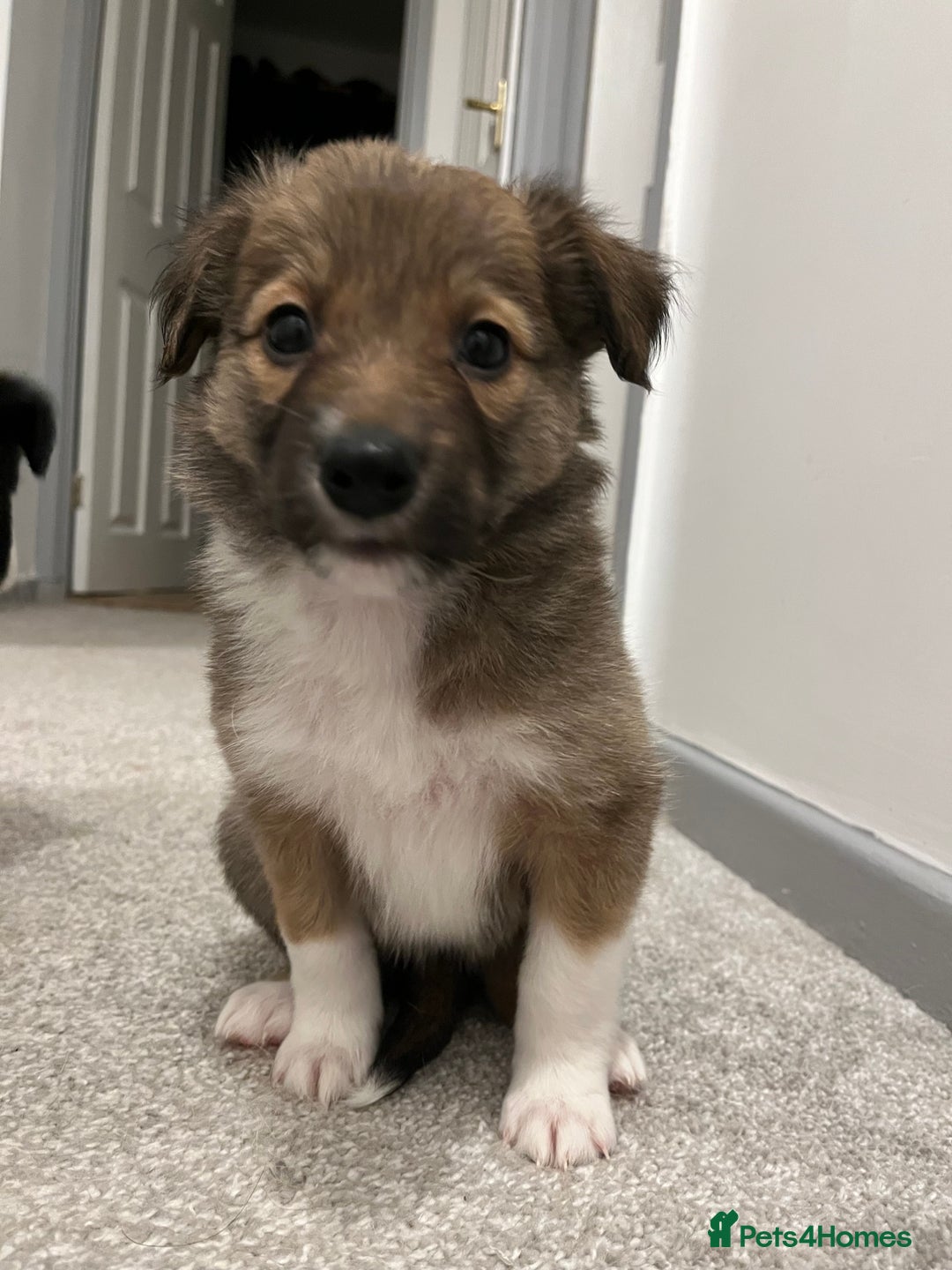 Mixed Breed dogs for sale: Collie Puppies for Sale - Image 11