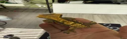 Gecko reptiles for sale: 1.0 Harlewquin Crested Gecko (Frog Bum) in Andover - Advert 3