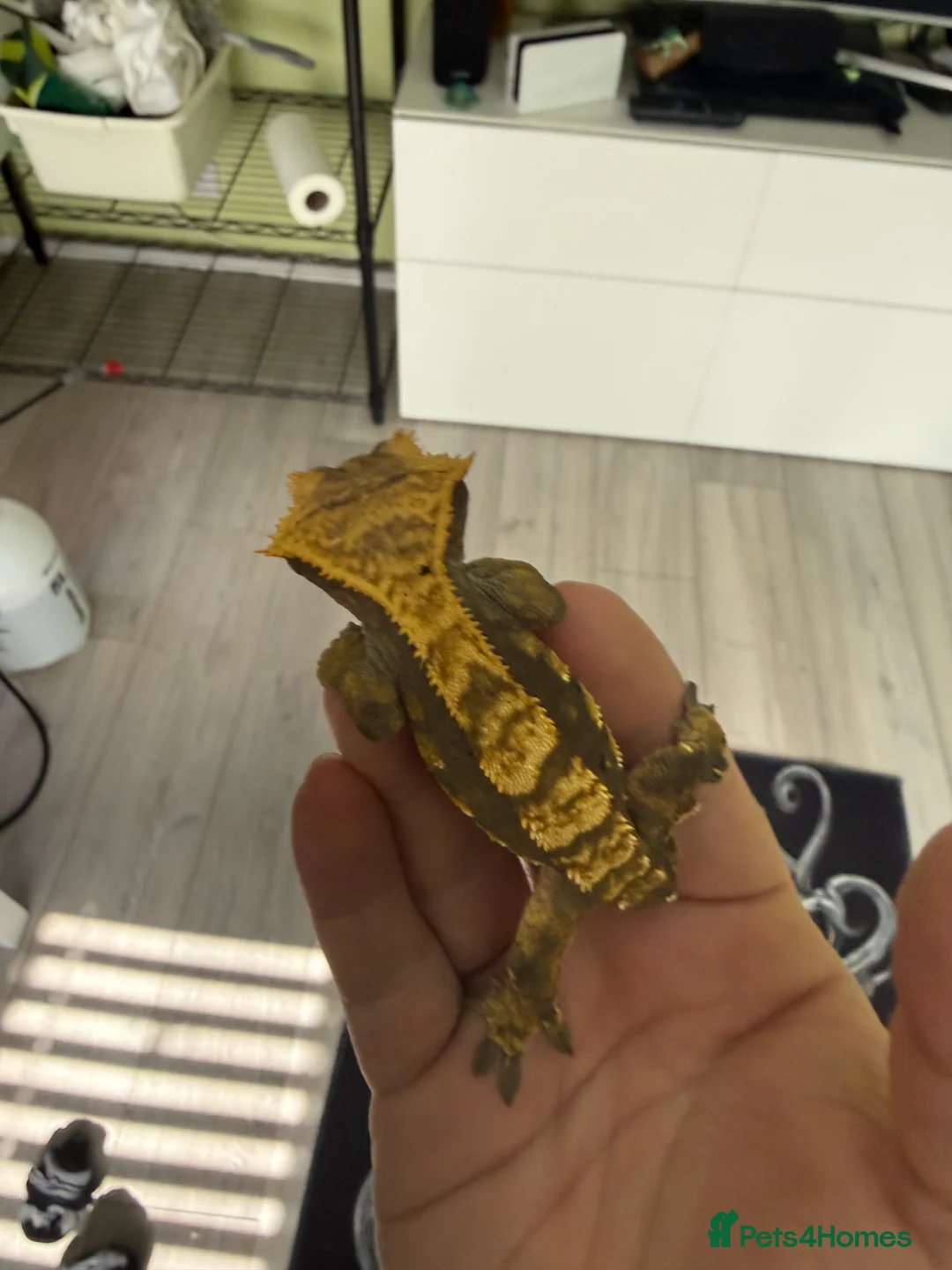 Gecko reptiles for sale: 1.0 Harlewquin Crested Gecko (Frog Bum) in Andover - Advert 3