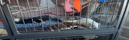 Rat rodents for sale: 4 male rats with complete set up  - Advert 10