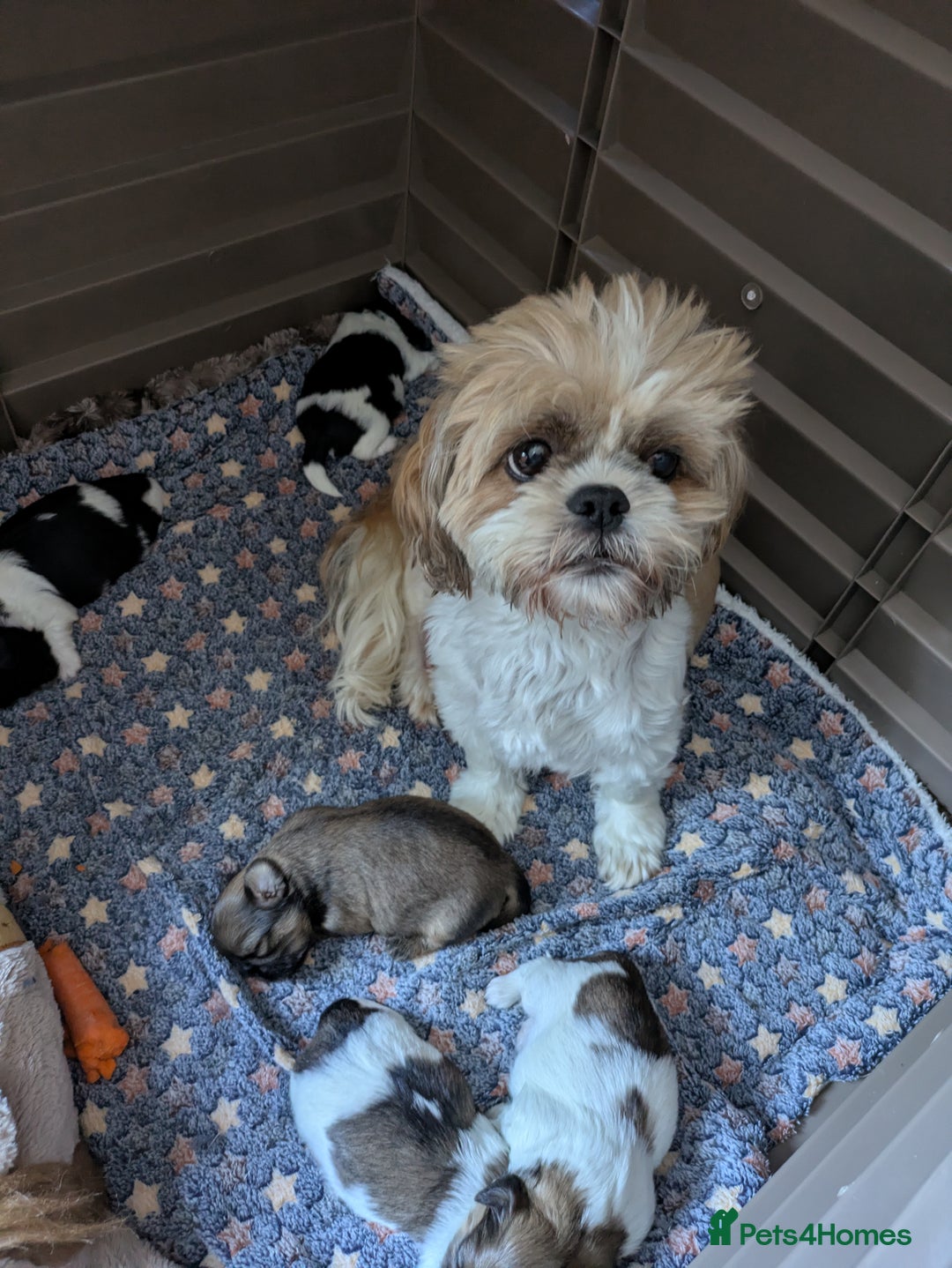 Shih Tzu dogs for sale: Stunning Shih Tzu boy - Image 19
