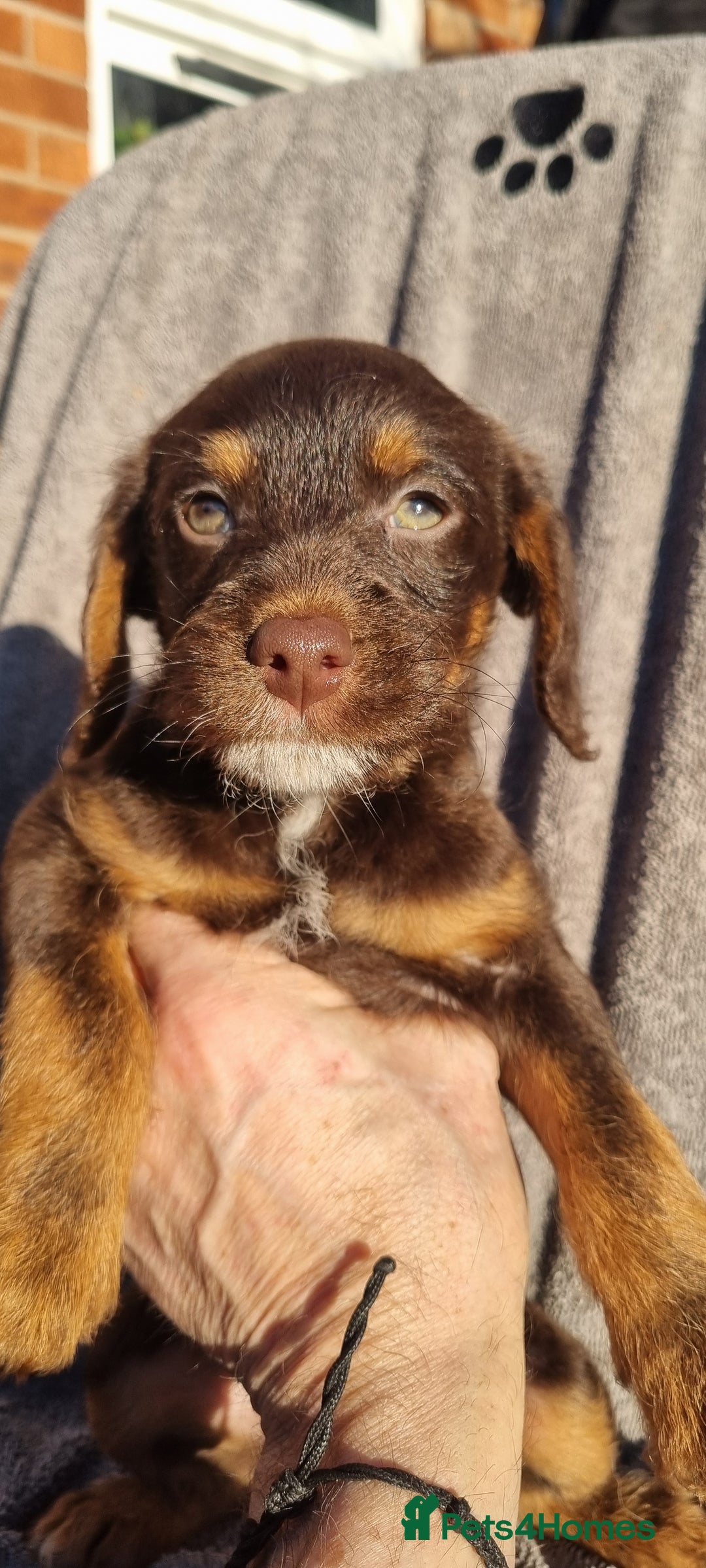 Westiepoo dogs for sale: WESTIEPOOS MAGiCAL X's SUPER SMOOTH SILKY n SOFT - Advert 9