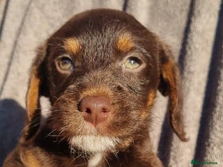 Toy Poodle dogs WESTIEPOOS/TOY POODLE X's SUPER SMOOTH SILKY nSOFT - Advert 14