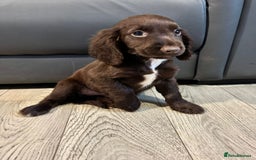 Cocker Spaniel dogs for sale: Cocker Spaniel Puppies Ready Now - Image 14