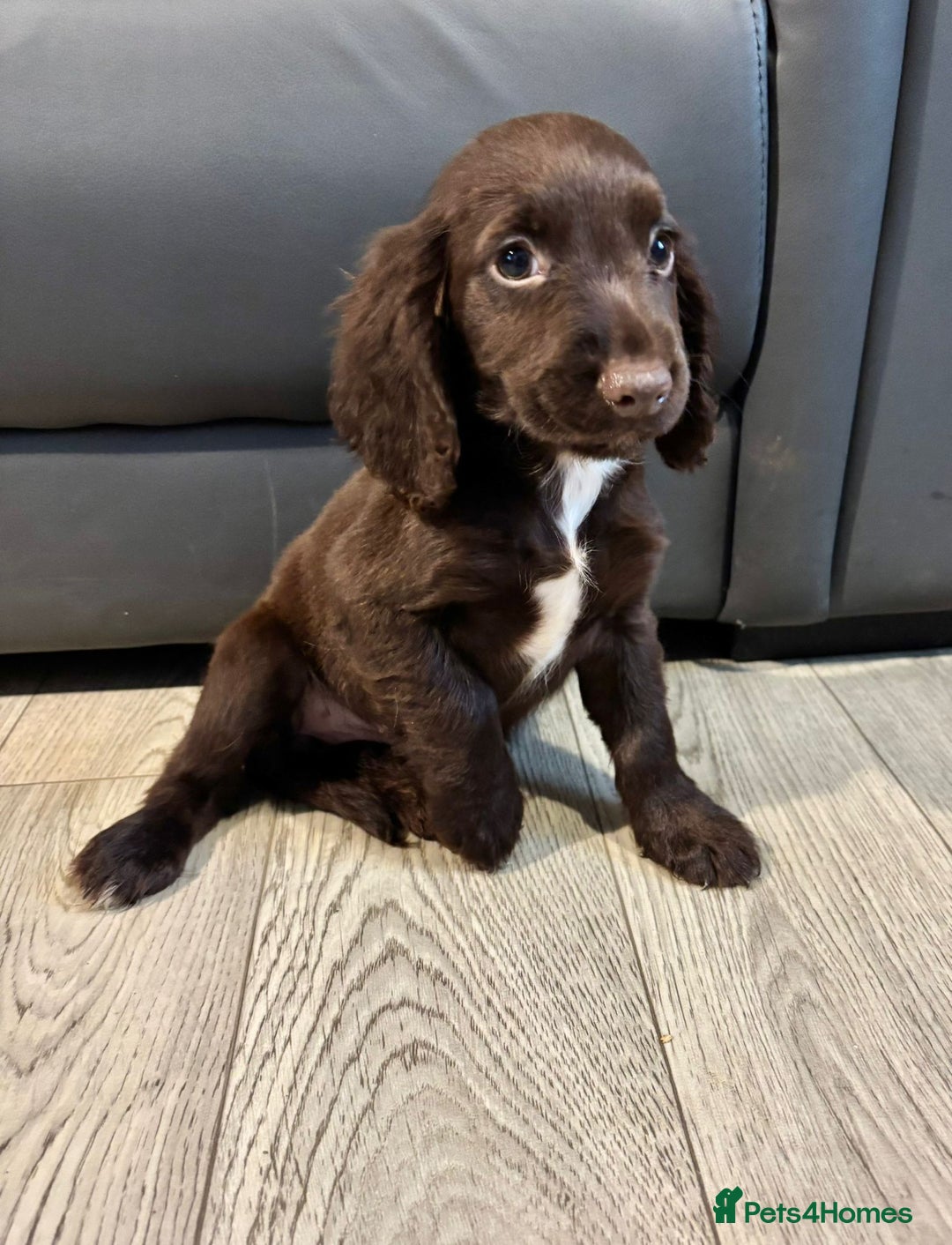 Cocker Spaniel dogs for sale: Cocker Spaniel Puppies Ready Now - Image 14