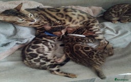 Bengal cats for sale: Bengal cats - Image 2