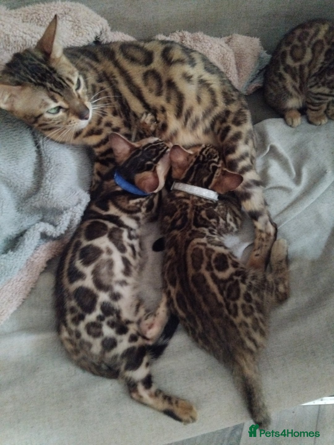 Bengal cats for sale: Bengal cats - Image 2