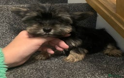 Biewer Terrier dogs for sale: Last 3 Stunning Biewer Terrier puppies - Image 8