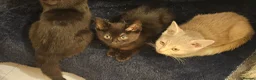 Mixed Breed cats for sale:  £Discount £ only today 2 Lovely Kittens ❤️❤️😻💓  - Advert 11