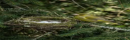 Finches birds for sale: Beautiful Exotic & Finches - Healthy & Friendly - Advert 4
