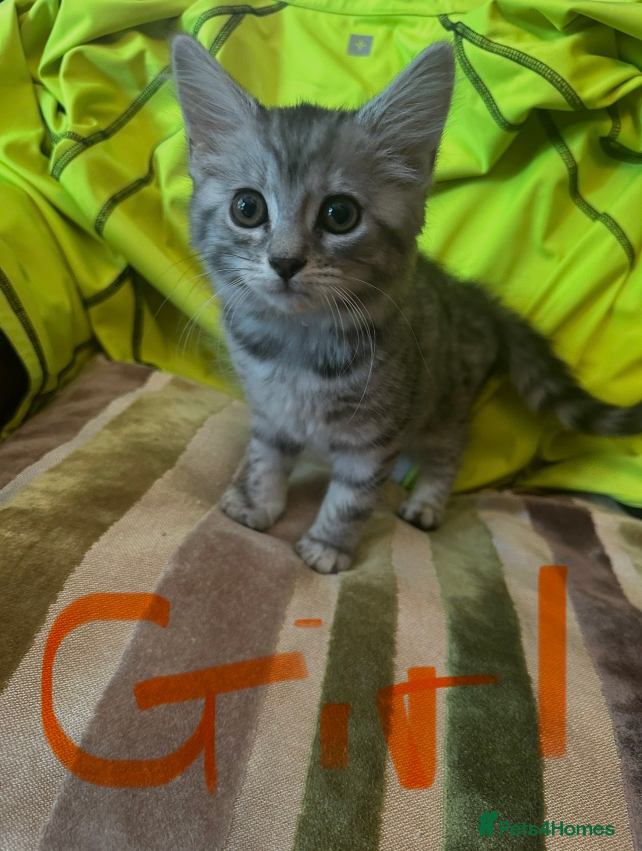 Mixed Breed cats Stunning kittens ready now (rare colours) - Advert 1