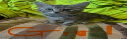 Mixed Breed cats for sale: Stunning kittens ready now (rare colours) - Advert 1