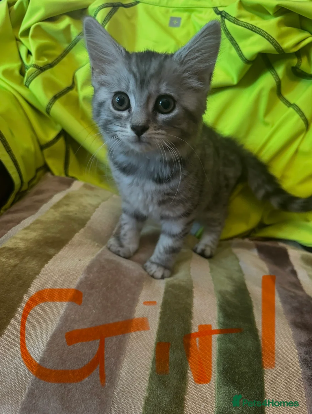 Mixed Breed cats for sale: Stunning kittens ready now (rare colours) - Advert 1