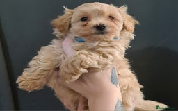 Maltipoo dogs for sale: Exceptionally F1 Maltipoo puppies  - Image 4