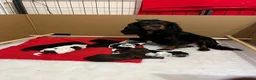 Cocker Spaniel dogs for sale: RKC Working cocker spaniel  - Advert 1
