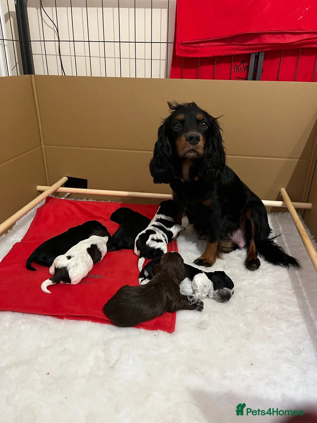 Cocker Spaniel dogs for sale: RKC Working cocker spaniel  - Advert 1