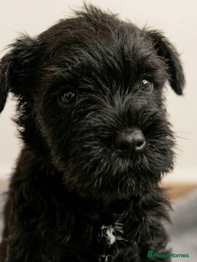 Miniature Schnauzer dogs Last Mini Schnauzer - Advert 2