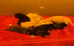 Mixed Breed cats for sale: Kittens - Image 4
