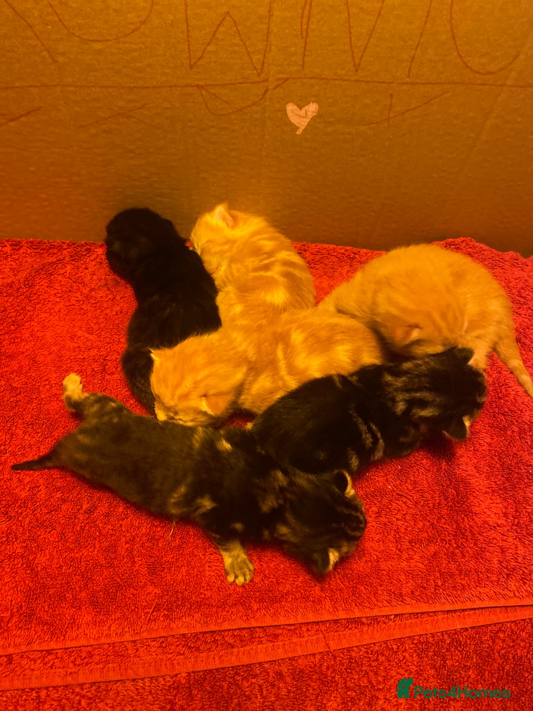 Mixed Breed cats for sale: Kittens - Image 4