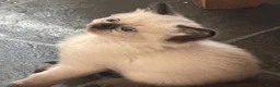 Mixed Breed cats for sale: Adorable fluffy ragdoll x kittens - Advert 4