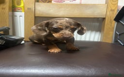 Dachshund dogs for sale: Our 7 Adorable Dachshund Puppies Ready for Homes - Image 18