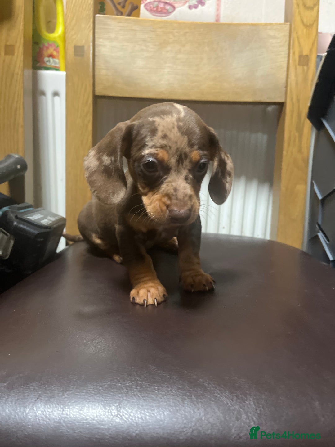 Dachshund dogs for sale: Our 7 Adorable Dachshund Puppies Ready for Homes - Image 18