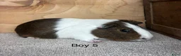 Guinea Pig rodents for sale: 10 -12 week old male Guinea Pigs ready now - Advert 5