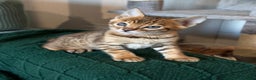 Bengal cats for sale: Bengal kitten. ONLY 2 left - Advert 7