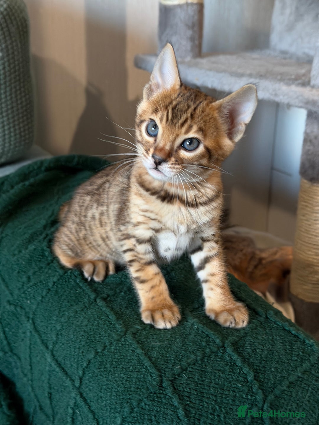 Bengal cats for sale: Bengal kitten. ONLY 2 left - Advert 7