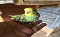Budgerigars birds for sale: Baby budgies  in Nelson - Image 4