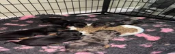 Miniature Dachshund dogs for sale: 5 stunning mini dachshunds for sale❤️🏡🥰 - Advert 8