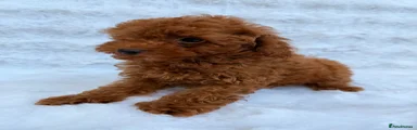Toy Poodle 5