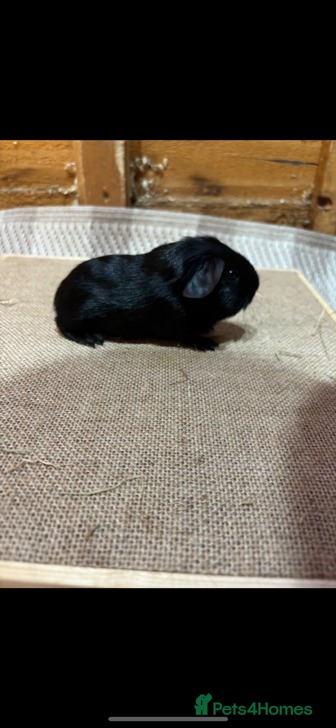 Guinea Pig rodents Boar pair - Advert 8