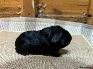 Guinea Pig rodents Boar pair - Advert 8