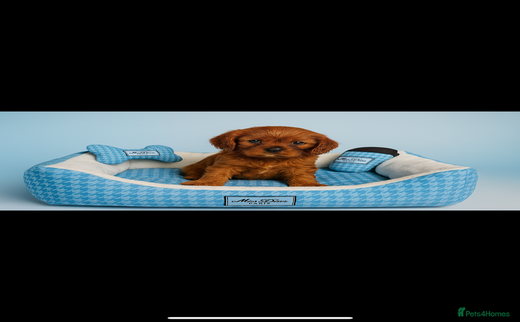 Cavalier King Charles Spaniel dogs - Advert 8