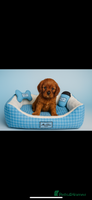 Cavalier King Charles Spaniel dogs - Advert 6